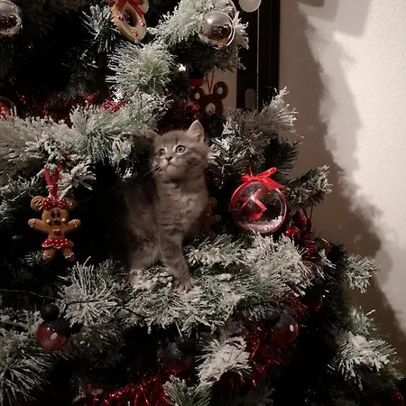 B&B Au Nid De Tillé